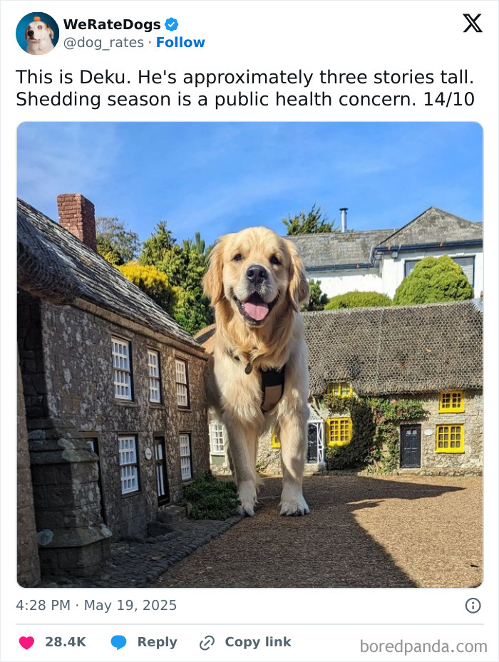 Golden retriever standing tall among small houses, adorable dog featured by We Rate Dogs wholesome page.