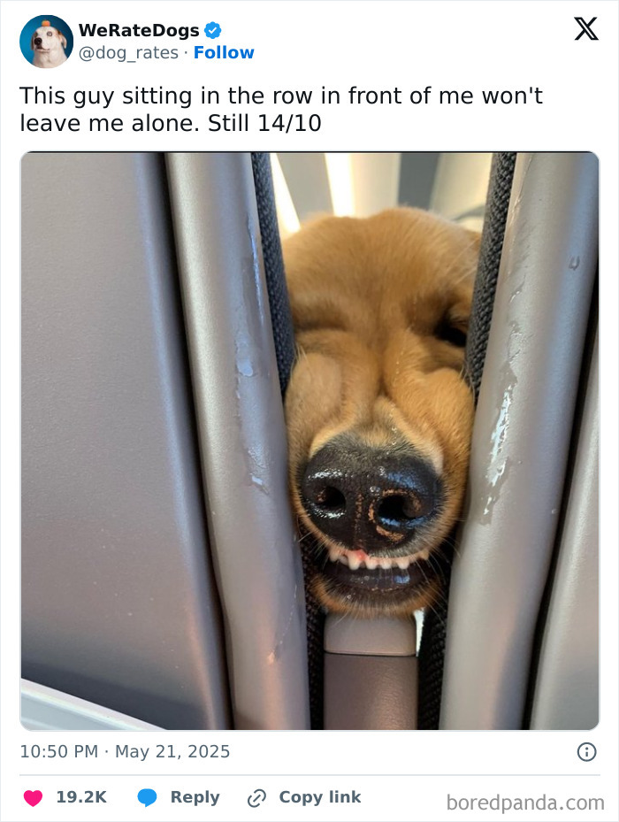 Close-up of an adorable dog’s face squeezed between seats, featured in 80 adorable dogs reviewed by We Rate Dogs.