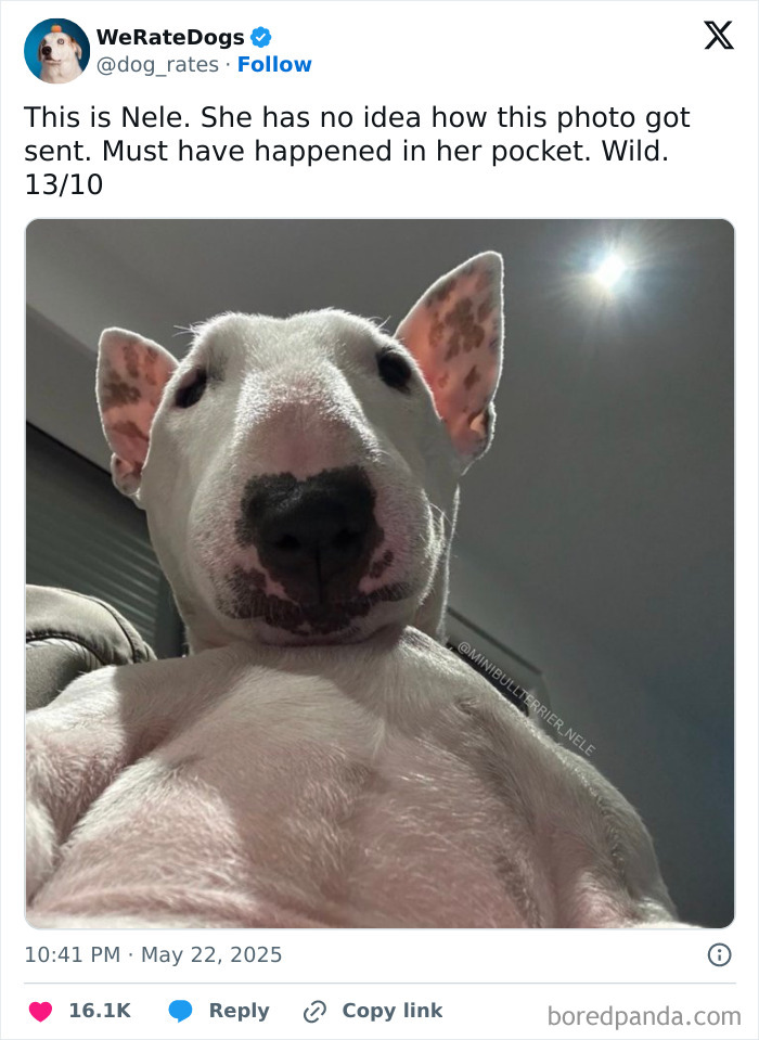 Close-up of an adorable Bull Terrier dog reviewed by the internet’s favorite wholesome page We Rate Dogs.