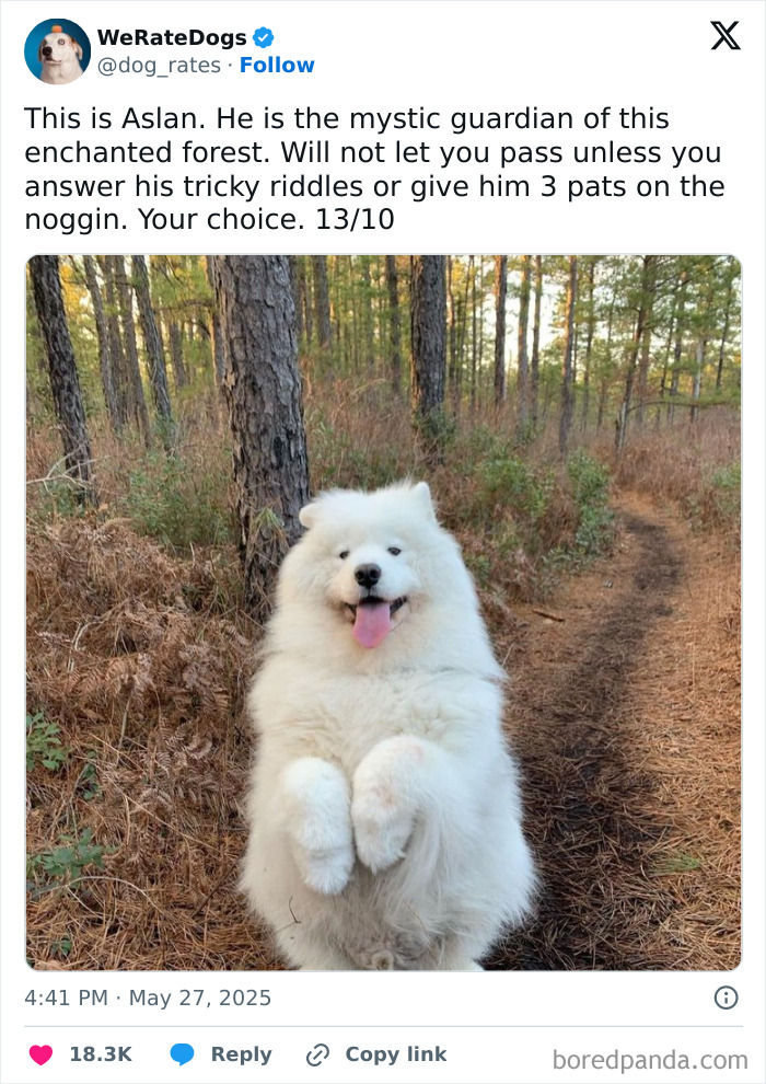Fluffy white dog posing happily on a forest trail with trees and autumn foliage around, adorable dogs reviewed online.