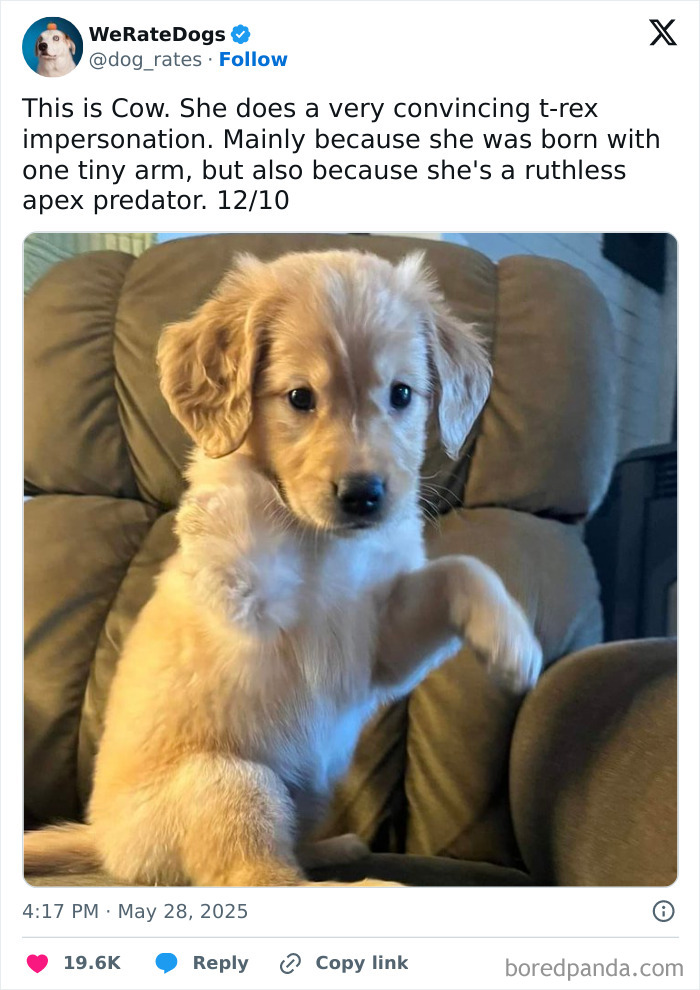 Adorable dog with one tiny arm posing on a couch, reviewed by the internet’s favorite wholesome page We Rate Dogs