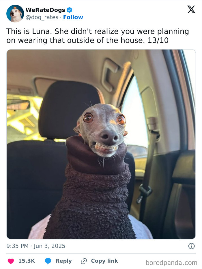 Small dog wearing a cozy brown sweater sitting in a car seat, featured in adorable dogs reviewed by We Rate Dogs.