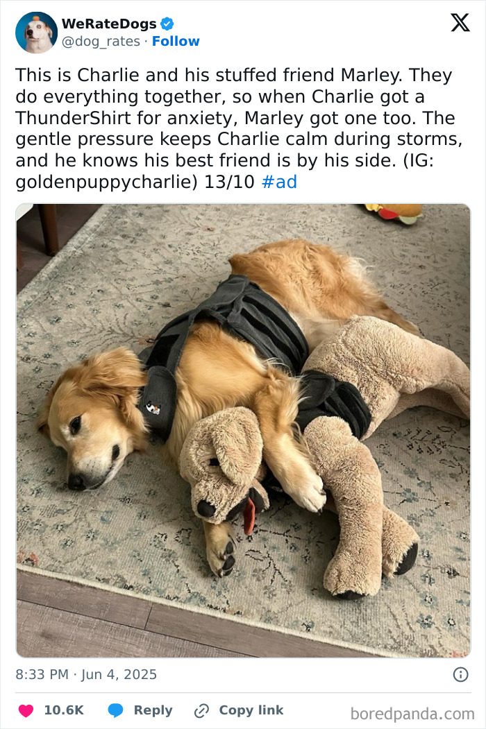 Golden retriever wearing a ThunderShirt lying on a rug, cuddling a stuffed dog friend, showcasing adorable dogs from We Rate Dogs.