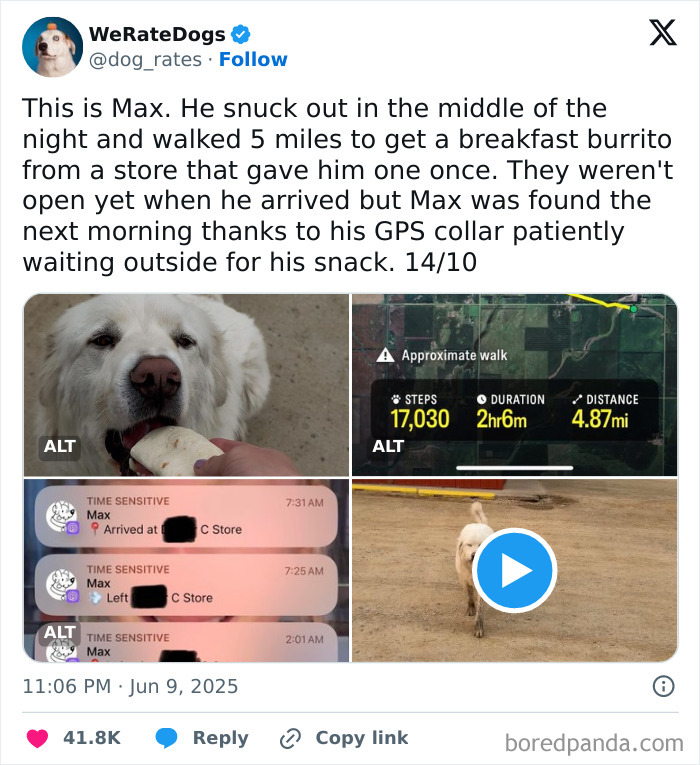 Adorable dog Max tracked on GPS after walking 5 miles for a breakfast burrito, featured by We Rate Dogs.