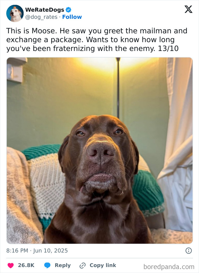 Chocolate Labrador dog sitting on a cozy chair with knitted blankets, featured in adorable dogs reviewed by We Rate Dogs.