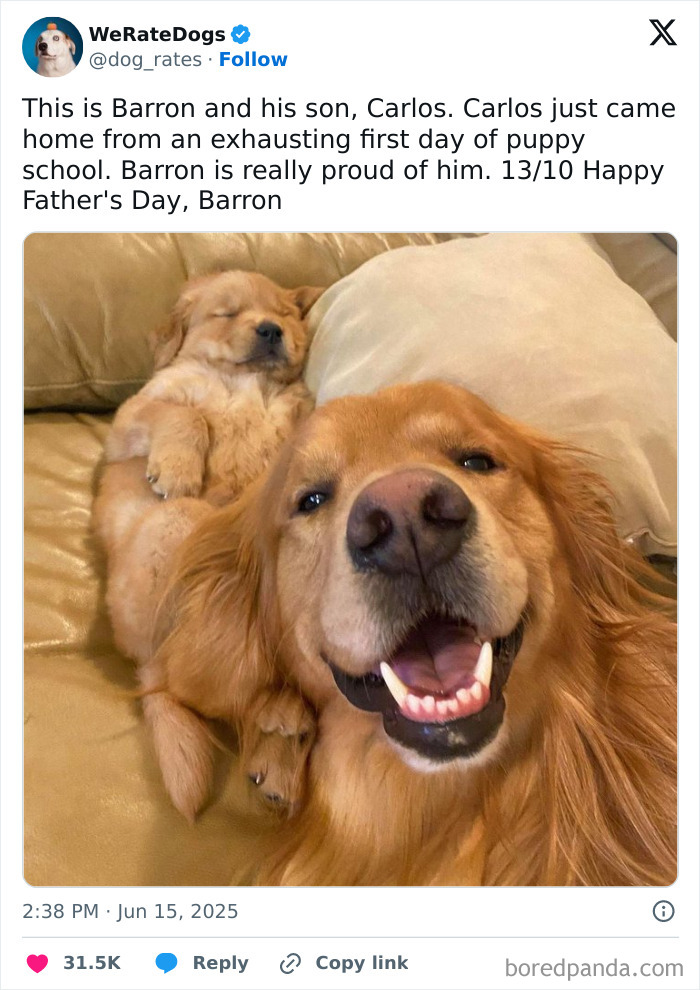 Two adorable dogs, a proud adult and sleepy puppy, cuddling on a couch featured in We Rate Dogs review.