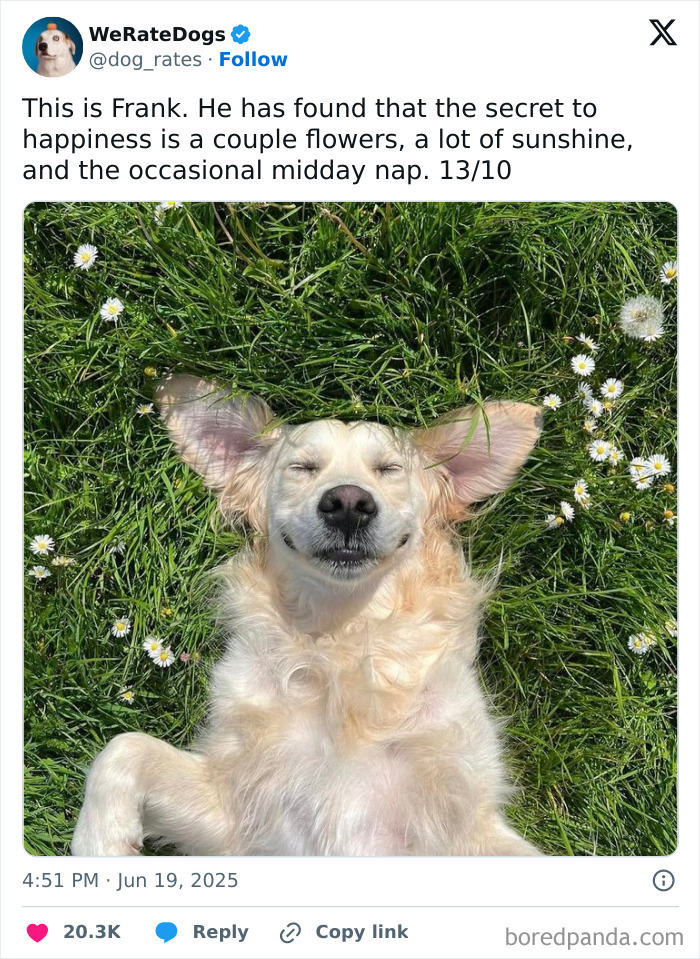 Adorable dog lying on green grass with flowers, smiling peacefully in a sunny outdoor setting from We Rate Dogs.