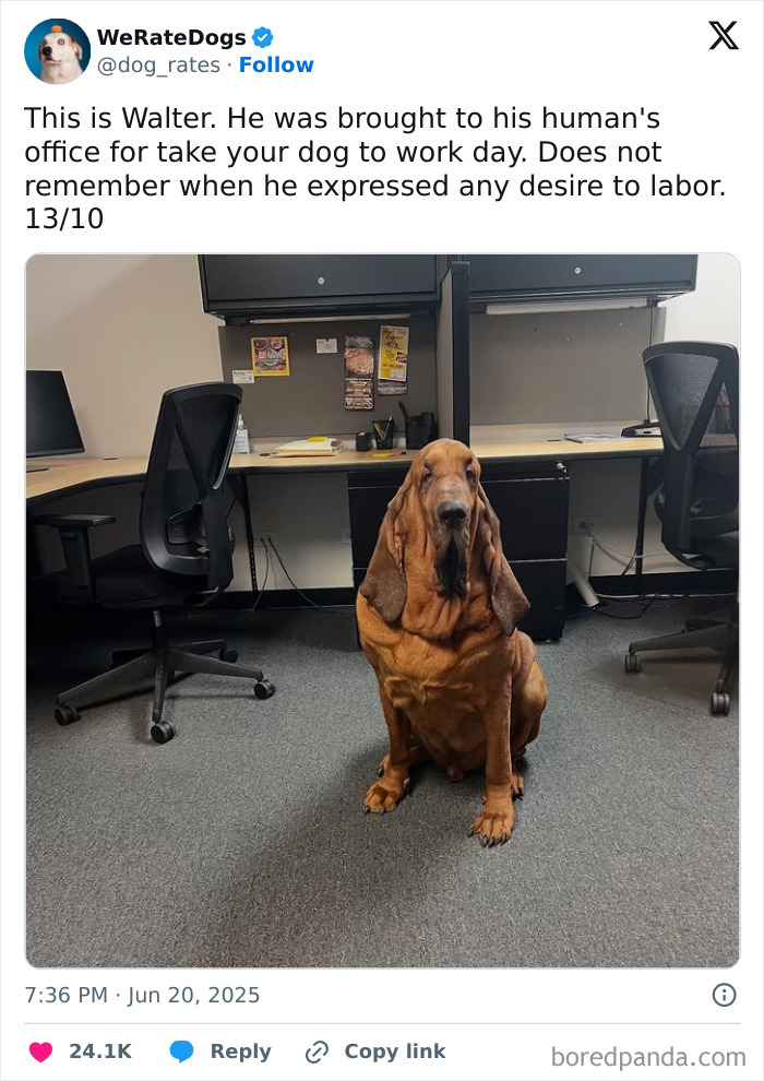 Adorable bloodhound dog sitting in an office setting, featured in We Rate Dogs wholesome dog reviews.