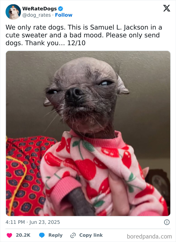 Small dog with a serious expression wearing a pink cherry sweater, featured in adorable dogs reviewed by We Rate Dogs.