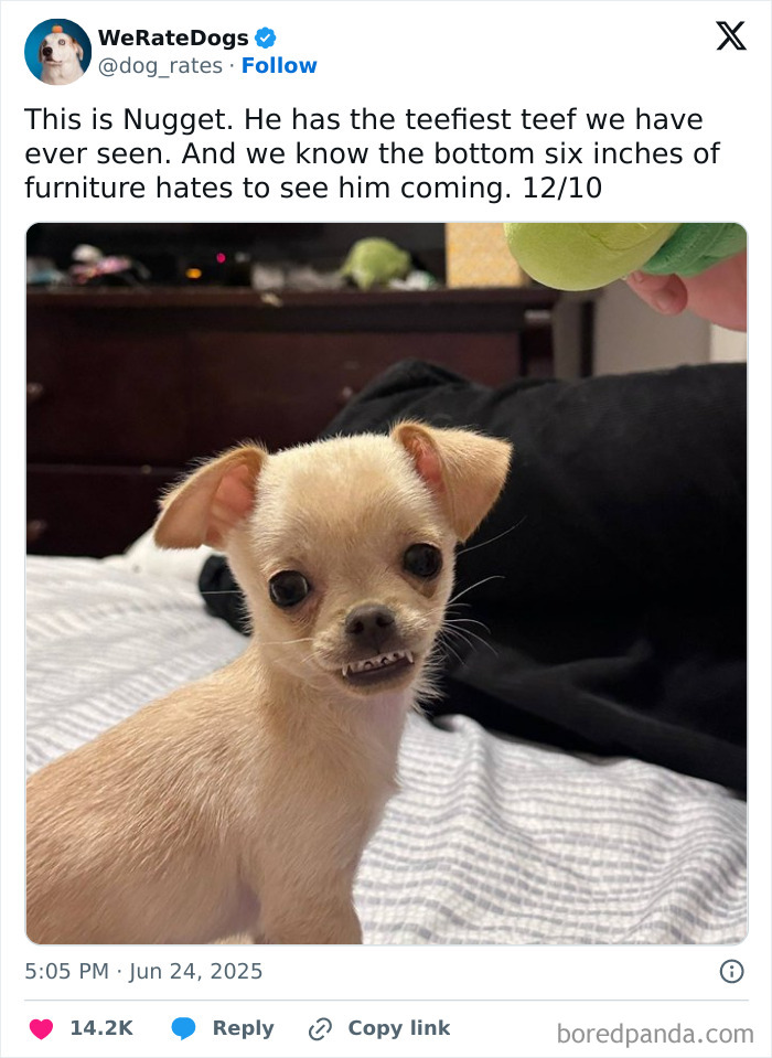 Small adorable dog with visible teeth sitting on a bed, reviewed by the internet’s favorite wholesome page We Rate Dogs.