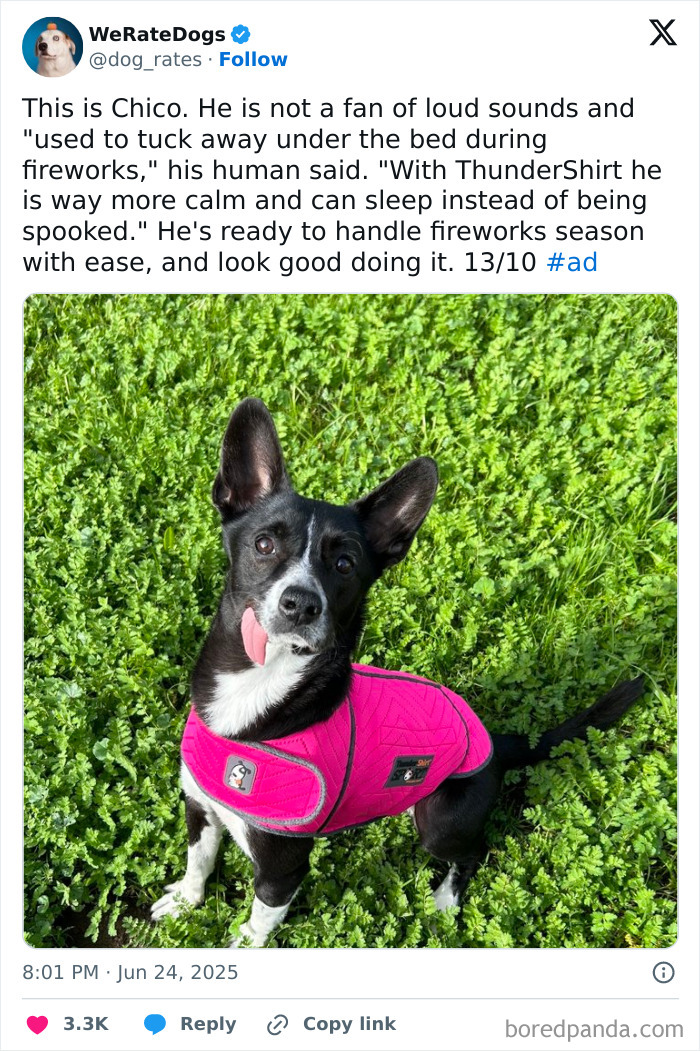 Black and white dog wearing a bright pink ThunderShirt jacket sitting on green grass, reviewed by We Rate Dogs.