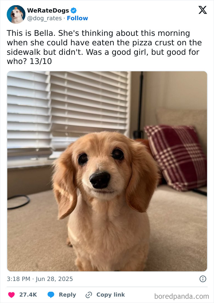 Adorable dog indoors with soft light, reviewed by We Rate Dogs, showcasing a sweet and thoughtful expression.