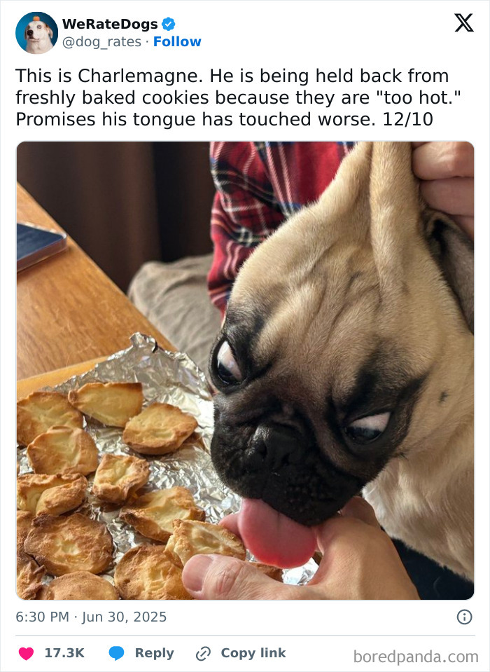 Adorable pug dog being held back from freshly baked cookies, featured on the internet’s favorite wholesome We Rate Dogs page.