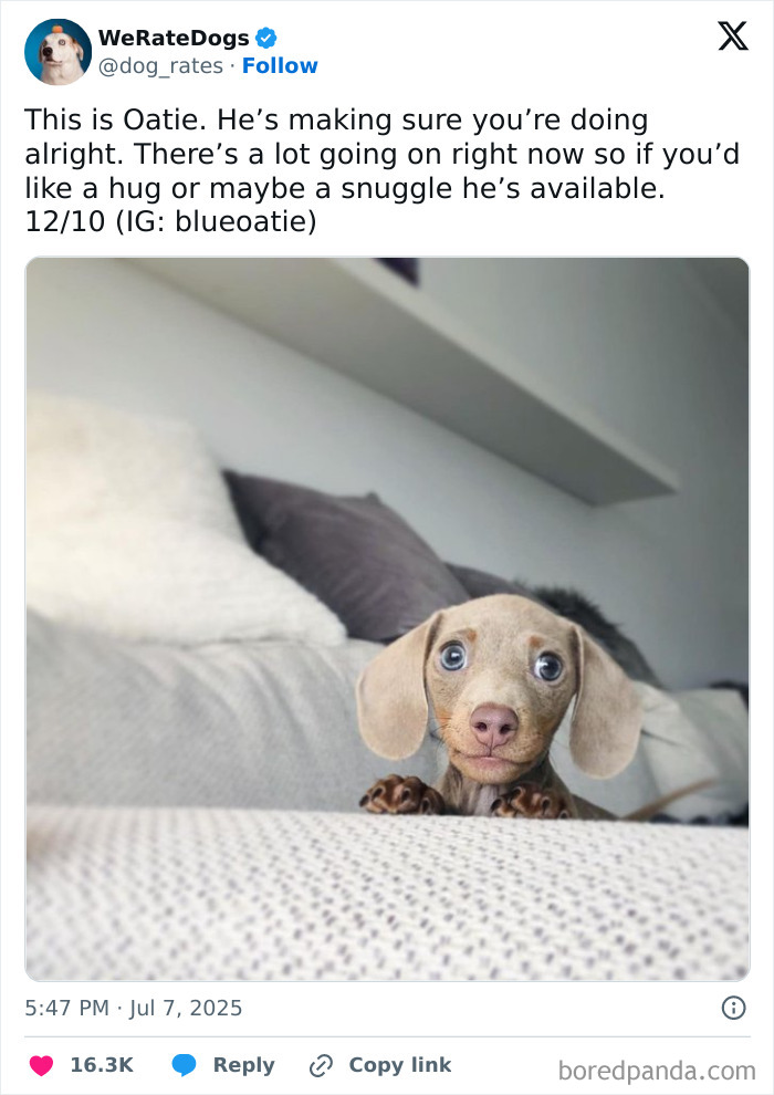 Adorable dog with big eyes leaning on a couch, featured in 80 adorable dogs reviewed by We Rate Dogs.
