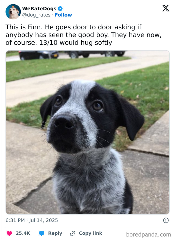 Adorable black and white puppy looking up outdoors, featured among 80 adorable dogs reviewed by We Rate Dogs.