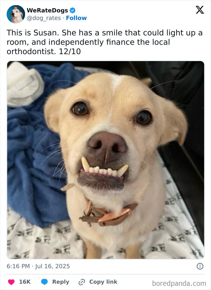 Close-up of an adorable dog with a charming smile, featured in We Rate Dogs’ wholesome dog reviews online.