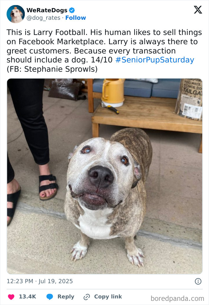 Adorable senior dog with a brindle coat looking up, featured in the 80 adorable dogs reviewed by We Rate Dogs.