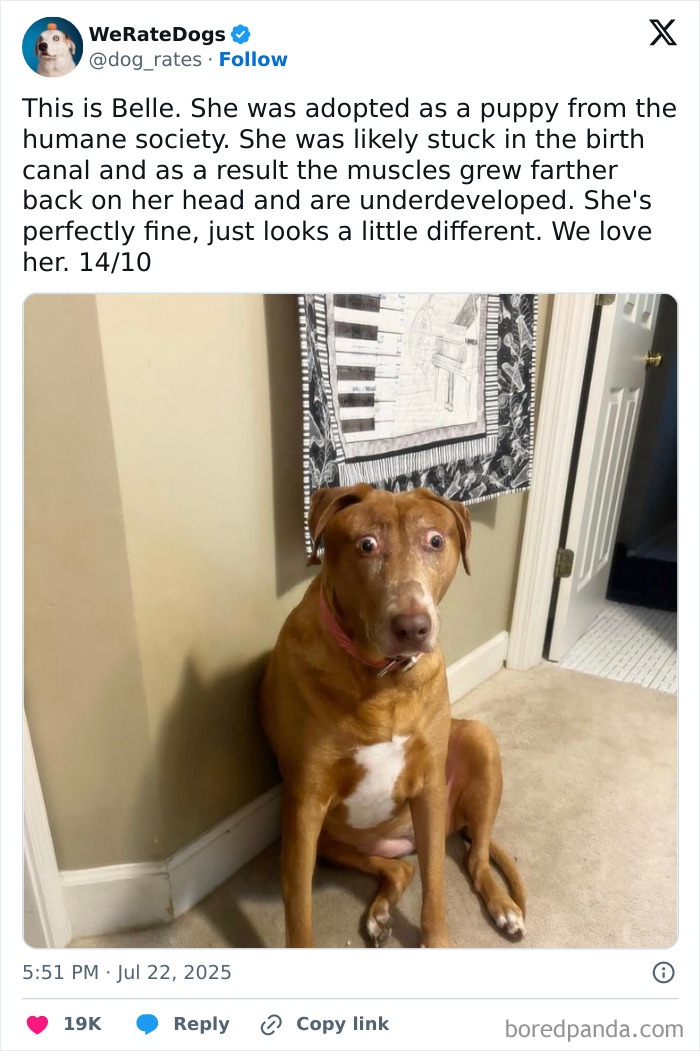 Adorable dog with unique head shape sitting indoors, featured in wholesome dog reviews by We Rate Dogs.