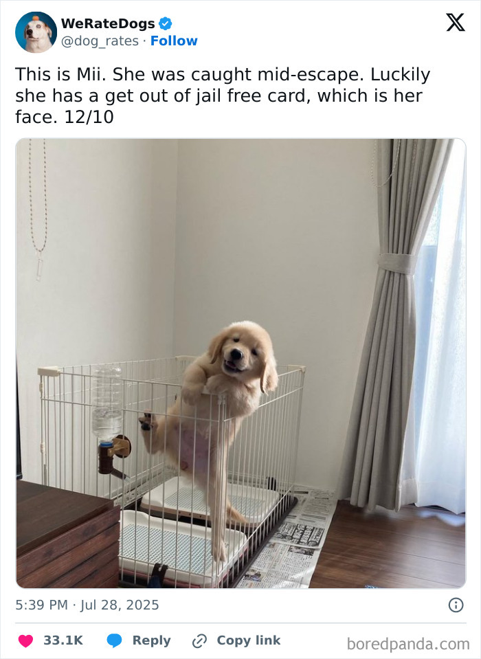 Golden retriever puppy caught mid-escape in a crate, featured in adorable dogs reviewed by We Rate Dogs.