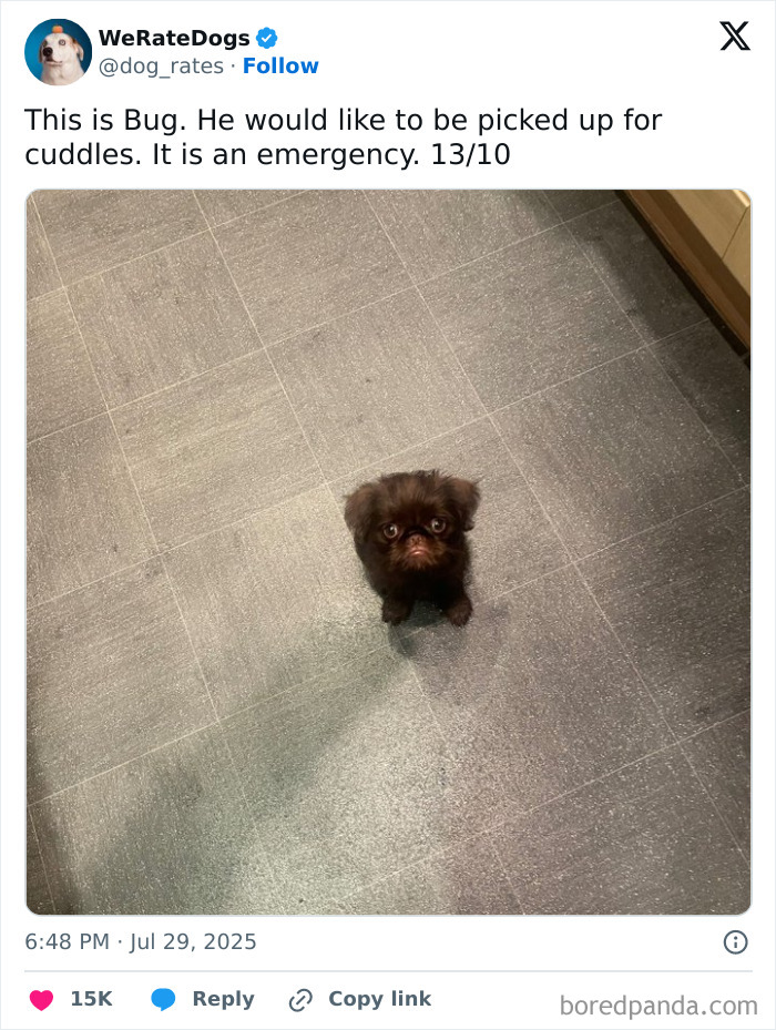 Small dark brown dog sitting on a tiled floor, one of the adorable dogs reviewed by We Rate Dogs on social media.