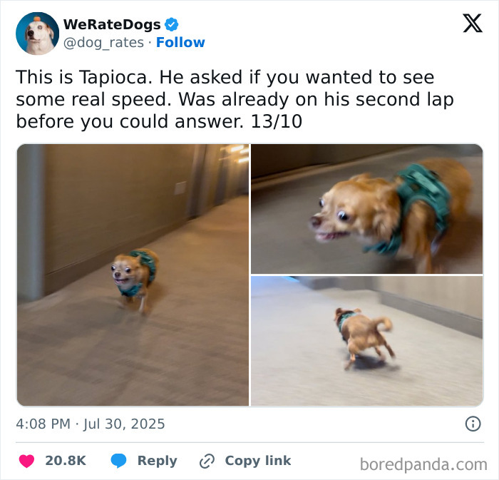 Small dog named Tapioca in a green harness running fast indoors, featured on We Rate Dogs wholesome dog reviews.
