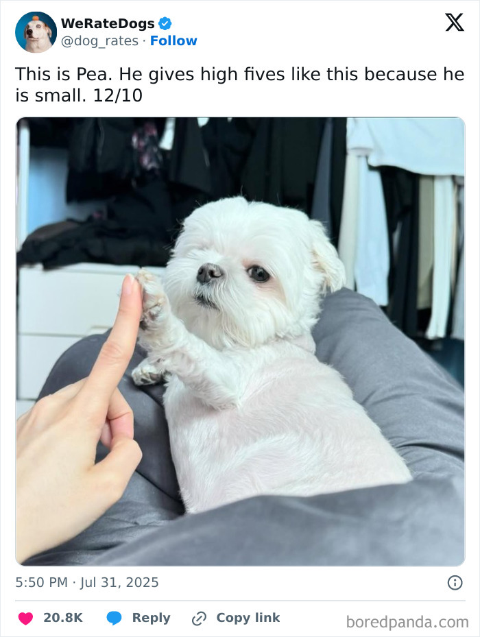 Small white dog named Pea giving a high five while lying down, featured in adorable dogs reviewed by We Rate Dogs.
