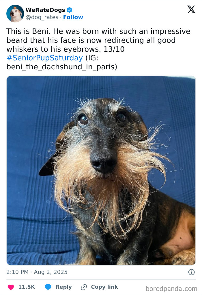 Adorable dachshund dog with a distinctive beard, featured in the internet’s favorite wholesome We Rate Dogs page.