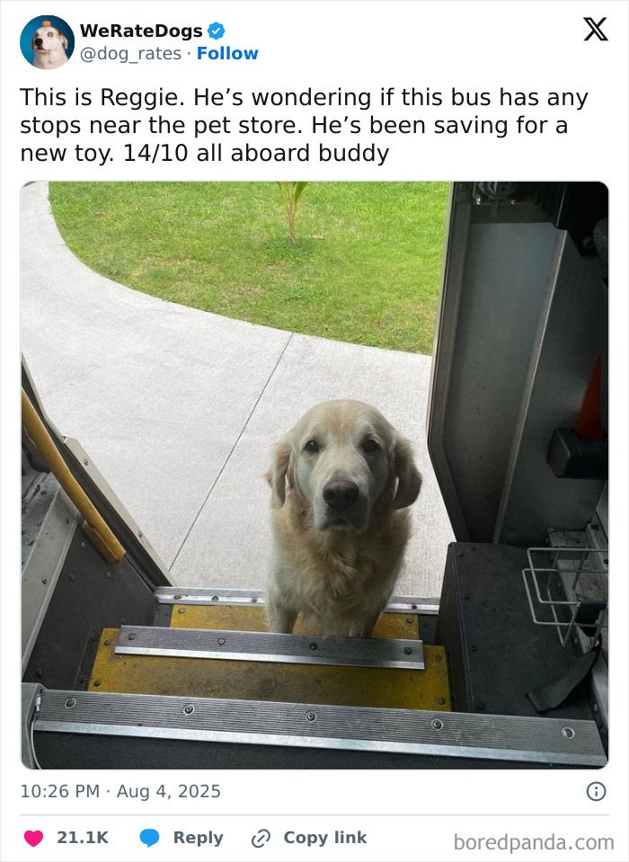 Golden retriever dog standing at bus entrance looking up, featured in adorable dogs reviewed by We Rate Dogs.