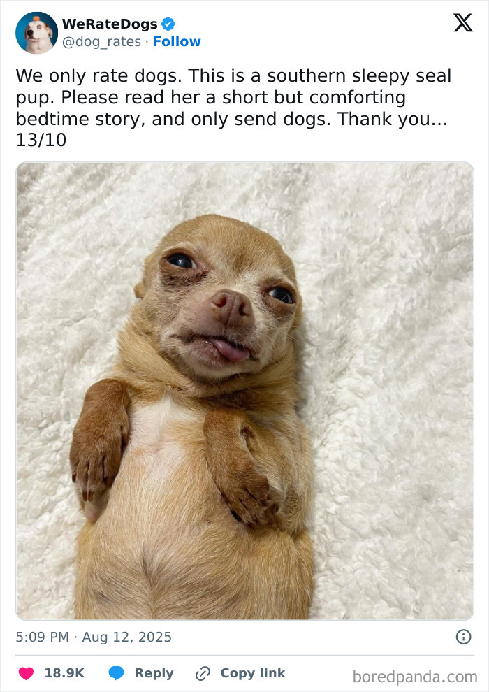 Sleepy small dog lying on a soft blanket with tongue out, one of 80 adorable dogs reviewed by We Rate Dogs page.