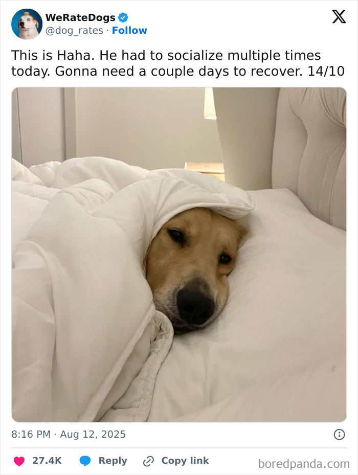 Adorable dog wrapped in white blankets resting on a bed, featured by the internet’s favorite wholesome dog page.