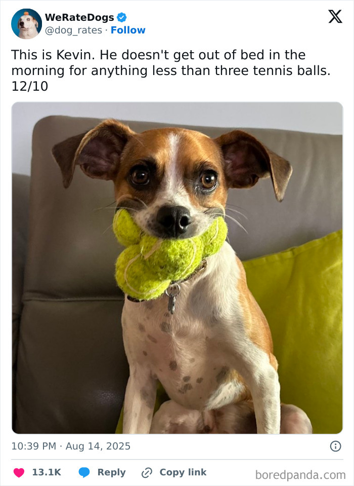Small dog sitting on couch holding three bright green tennis balls in its mouth, adorable dogs rated by We Rate Dogs page.