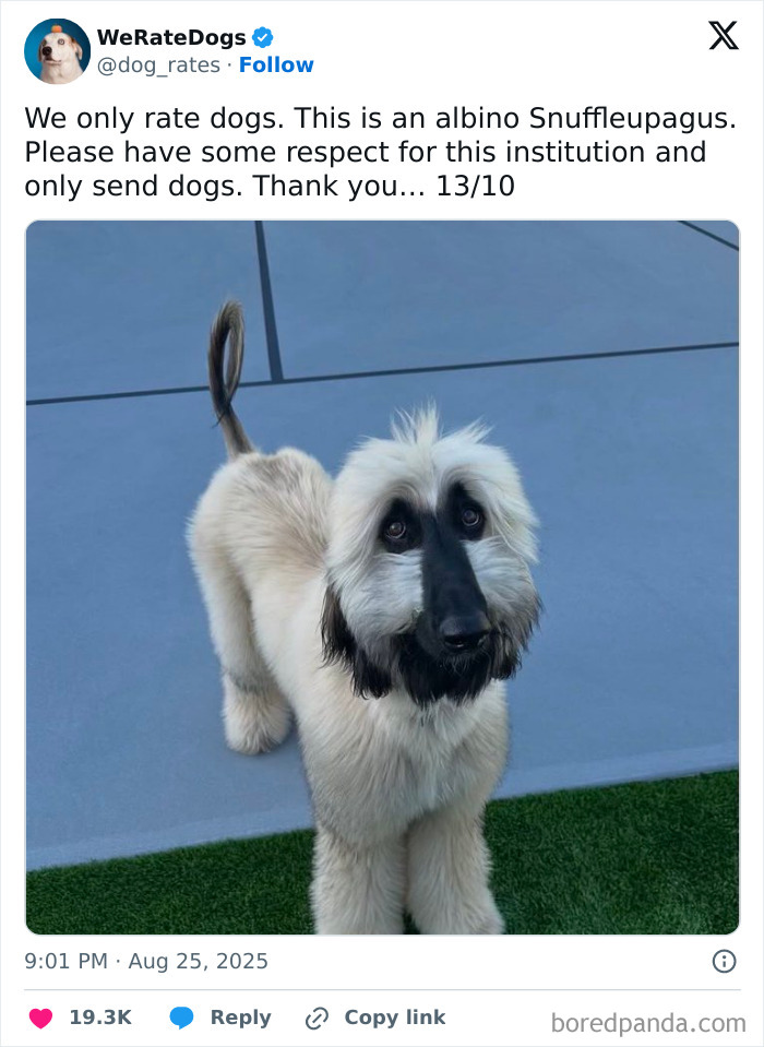 Albino Snuffleupagus dog with fluffy cream fur and black facial markings standing on blue and green ground.