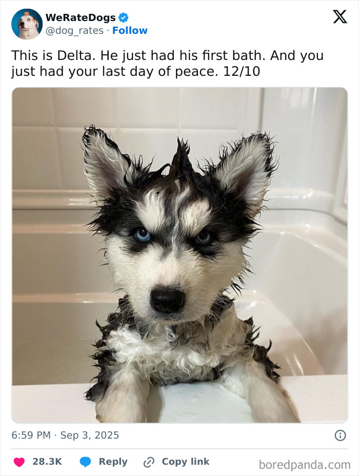 Wet adorable dog in bathtub after first bath, featured by popular wholesome page We Rate Dogs, showing cute blue eyes and fluffy fur.