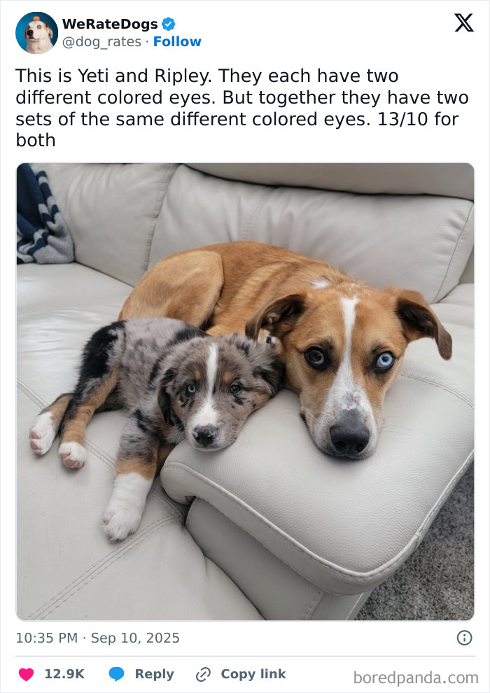 Two adorable dogs with different colored eyes lying together on a white couch, featured by We Rate Dogs.