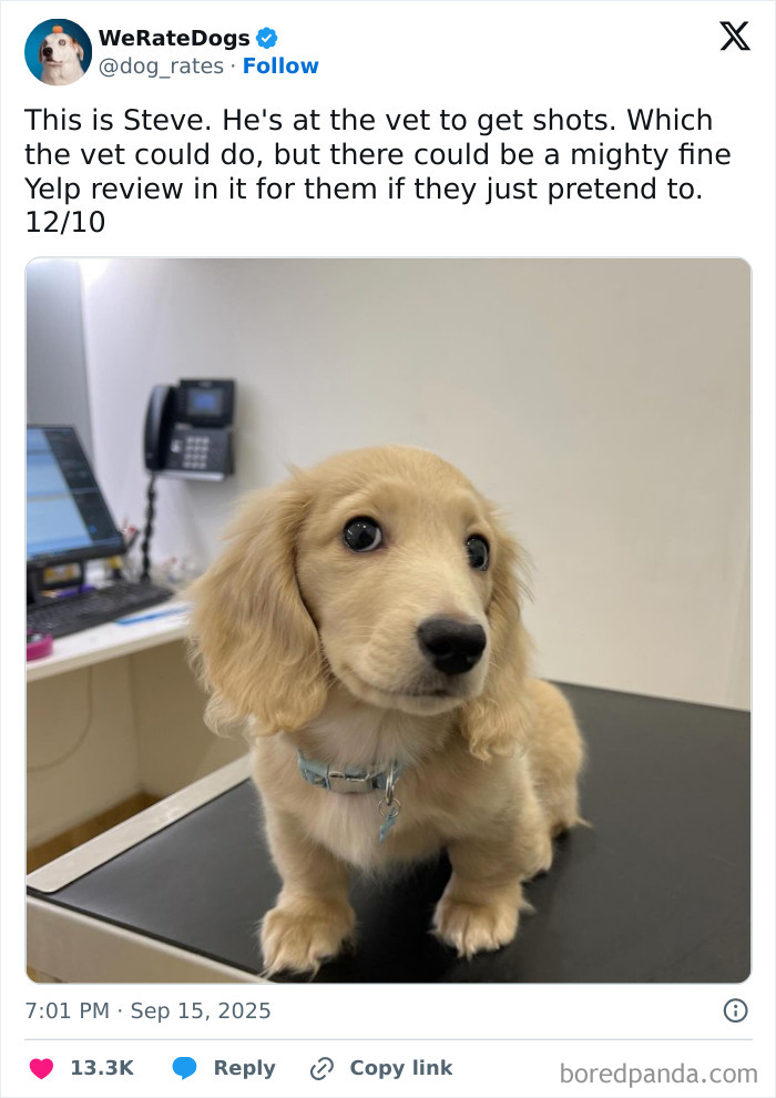 Adorable small dog at the vet with big eyes, reviewed by the internet’s favorite wholesome dog page We Rate Dogs