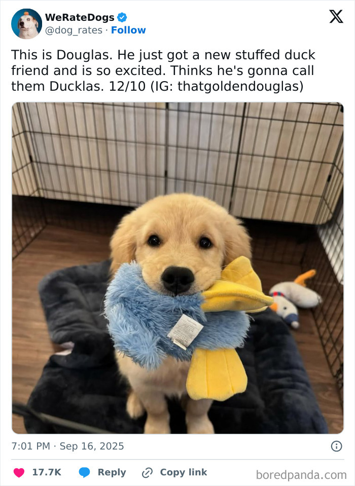 Golden retriever puppy holding a blue and yellow stuffed duck toy inside a playpen, adorable dog from We Rate Dogs reviews.