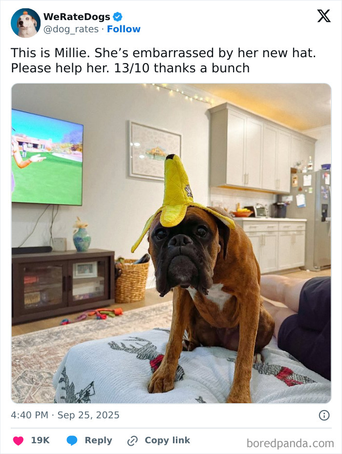 Adorable dog wearing a banana hat, reviewed by the internet’s favorite wholesome page We Rate Dogs.