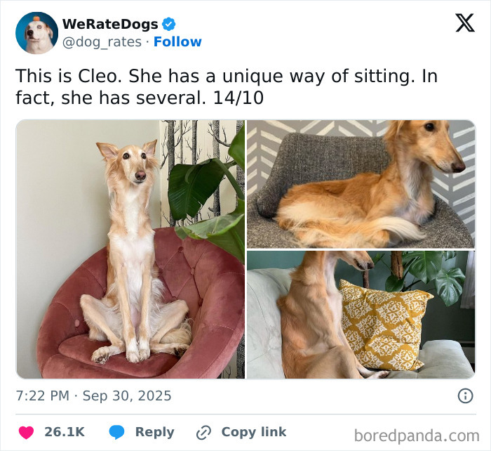 Three photos of an adorable dog named Cleo sitting in unique poses on chairs and a couch, rated highly by We Rate Dogs.