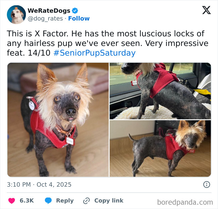 Hairless dog with luscious locks wearing a red harness, featured in adorable dogs reviewed by We Rate Dogs.