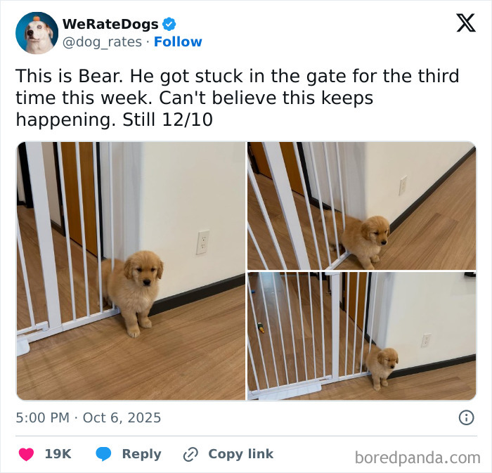 Adorable golden retriever puppy stuck in a gate, featured in wholesome dog reviews by We Rate Dogs page.