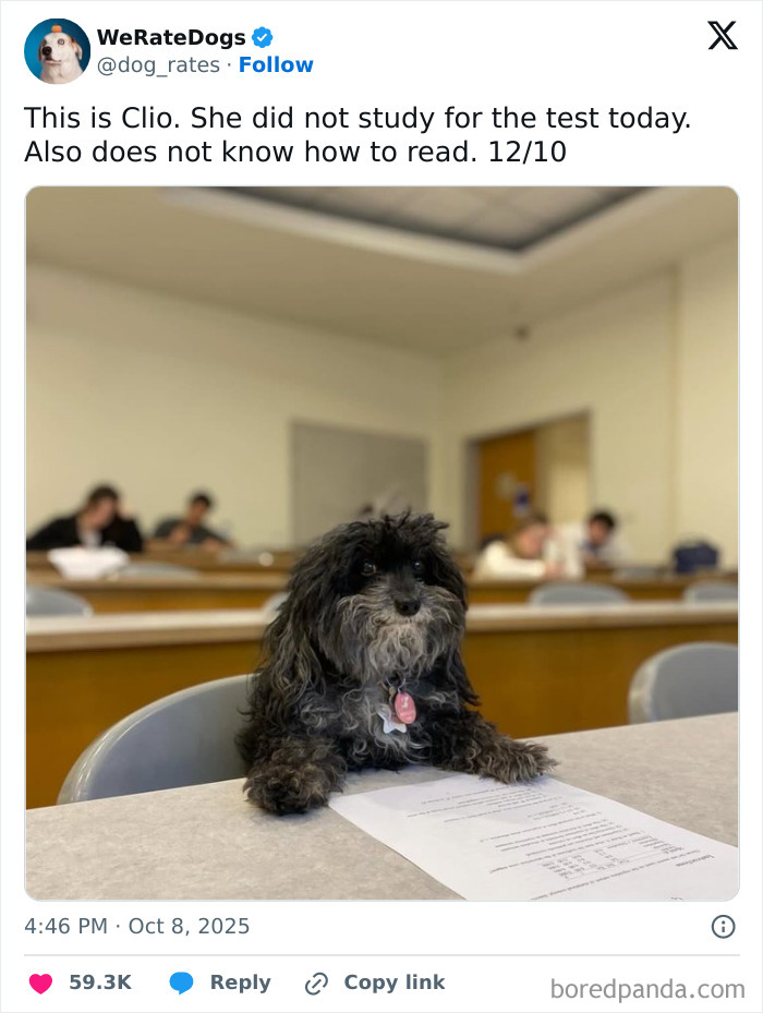 Small black and gray dog sitting at a desk with paper in a classroom, reviewed by the internet’s favorite wholesome dog page.
