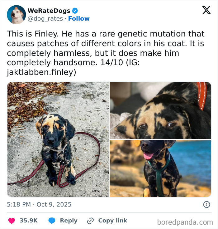Adorable dog with rare genetic coat mutation featured by We Rate Dogs, the internet’s favorite wholesome page.