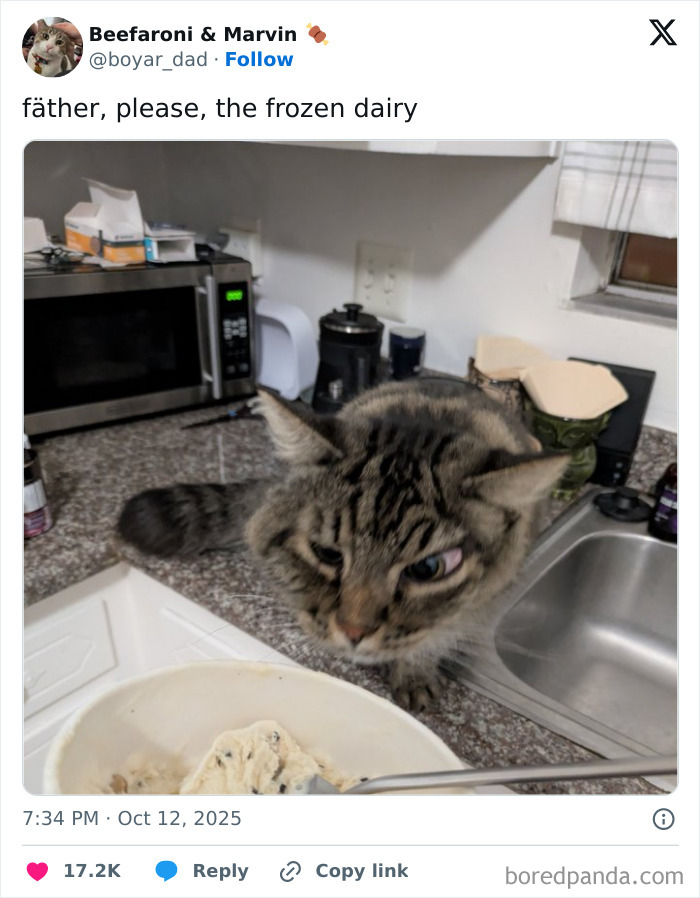 Cat on kitchen counter eyeing frozen dairy in a bowl, featured in Netflix gotta add a comment section tweets.