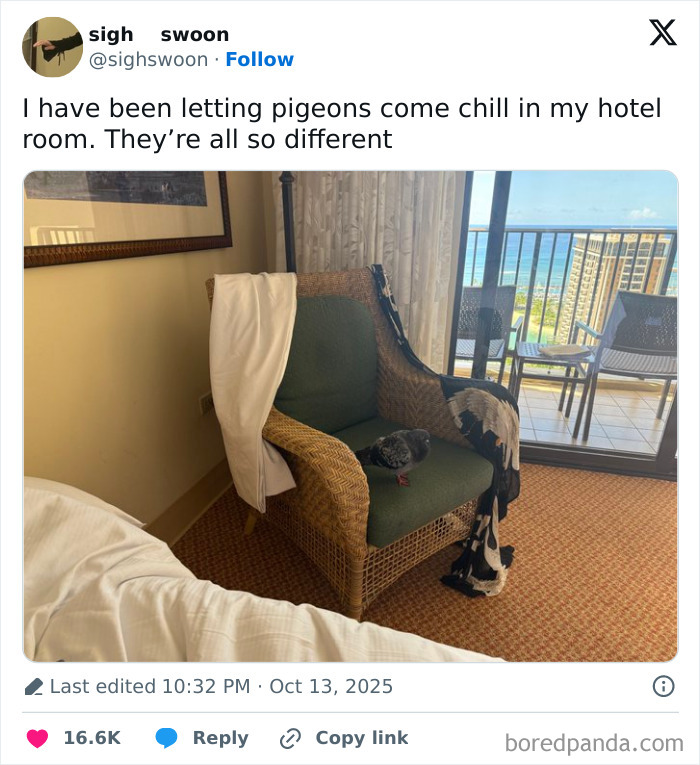Tweet showing a pigeon sitting on a wicker chair in a hotel room with ocean view, featured in Netflix gotta add a comment section.