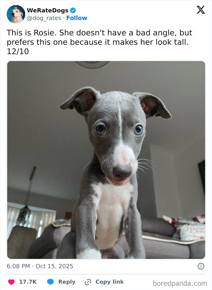 Adorable gray and white puppy with blue eyes, featured by We Rate Dogs, reviewed by the internet’s favorite wholesome page.