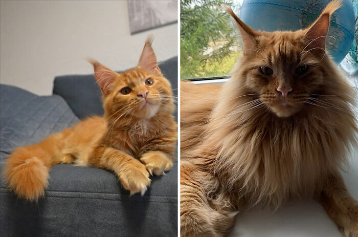 Orange Maine C**n cat before and after growing up, showing fluffy fur and large pointed ears in two photos.