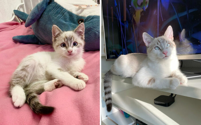 Side-by-side before-and-after photos of a cat growing up, showing adorable changes in size and appearance.