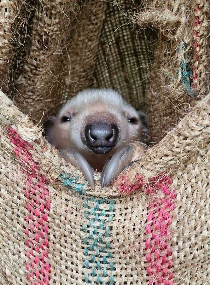 Baby animal peeking out of a burlap sack, showcasing adorable features in an irresistibly cute baby animal pic.