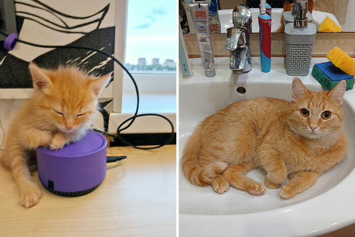 Adorable orange cat grows from a small sleepy kitten to a relaxed adult lounging in a bathroom sink before and after.
