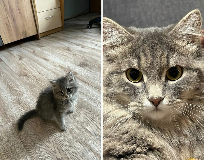 Before-and-after photos of a gray tabby cat showing growth from a small kitten to a full-grown cat indoors.